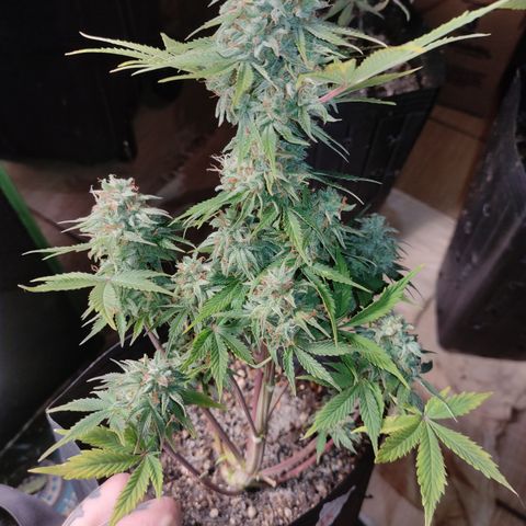 AK XXL Auto growlog timeline photo