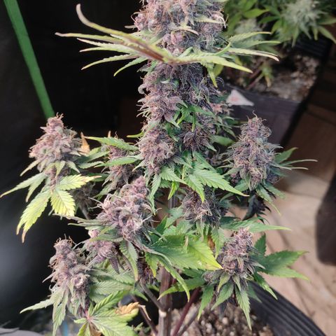 Red Critical Auto growlog timeline photo