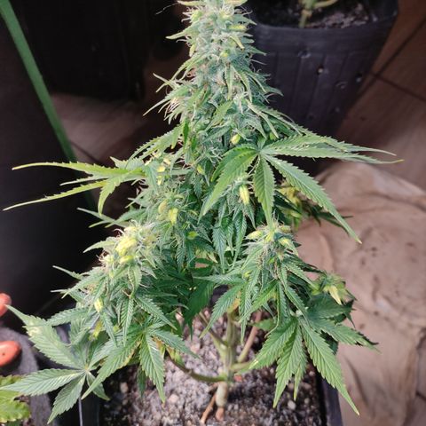 Lemon Haze XXL Auto growlog timeline photo