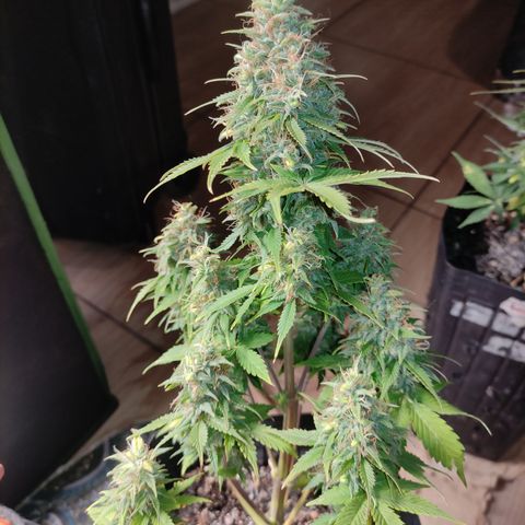 Lemon Haze XXL Auto growlog timeline photo