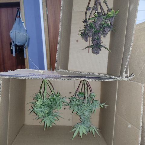 Lemon Haze XXL Auto growlog timeline photo