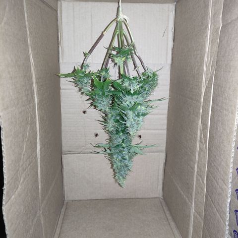 Lemon Haze XXL Auto growlog timeline photo