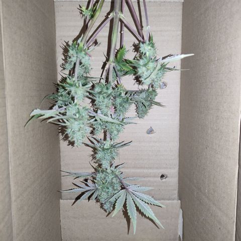 Lemon Haze XXL Auto growlog timeline photo