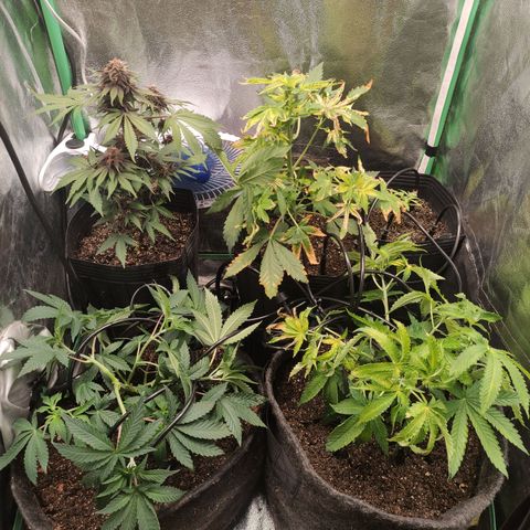 Royal Cookies  growlog timeline photo