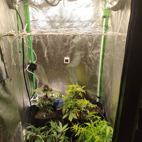 Royal Cookies  growlog timeline photo