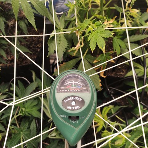 Royal Cookies  growlog timeline photo