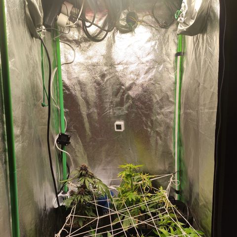 Royal Cookies  growlog timeline photo