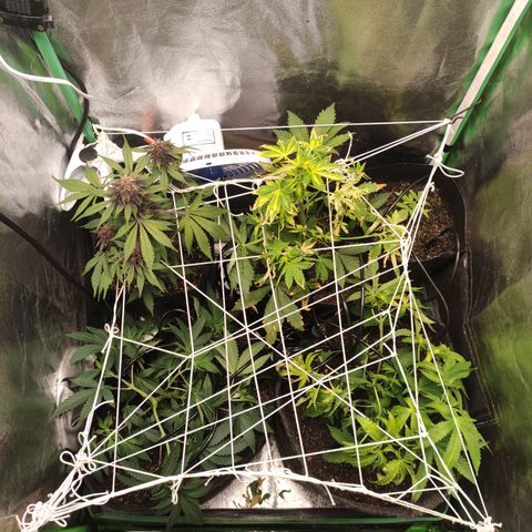 Royal Cookies  growlog timeline photo