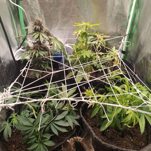 Royal Cookies  growlog timeline photo