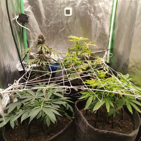 Royal Cookies  growlog photo: Rega 0,37mS / 147 ppm / 6,1 pH