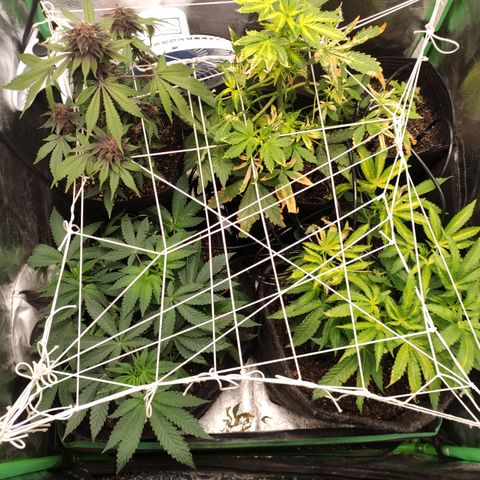 Royal Cookies  growlog photo: Rega 0,37mS / 147 ppm / 6,1 pH