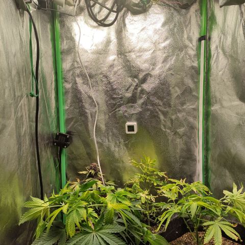 Royal Cookies  growlog timeline photo