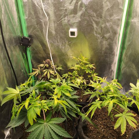 Royal Cookies  growlog timeline photo