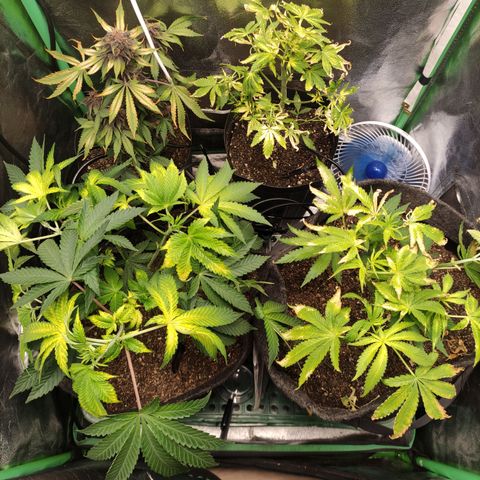 Royal Cookies  growlog timeline photo
