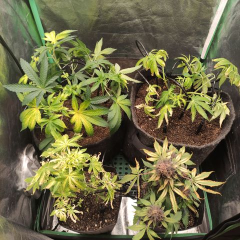 Royal Cookies  growlog timeline photo
