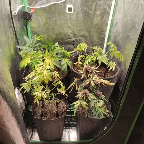 Royal Cookies  growlog timeline photo