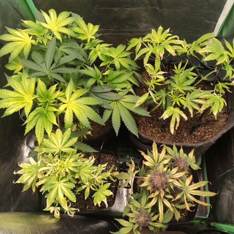 Royal Cookies  growlog timeline photo