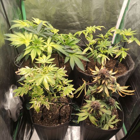 Royal Cookies  growlog timeline photo