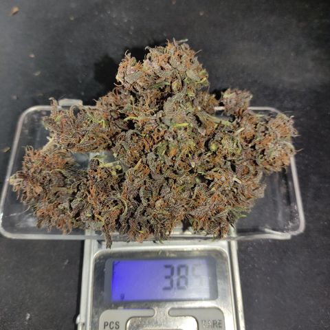 Red Critical Auto growlog photo: 3,85g e 04 seeds