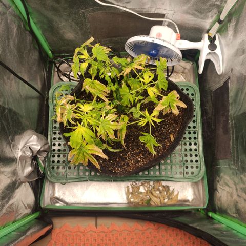 Royal Cookies  growlog timeline photo
