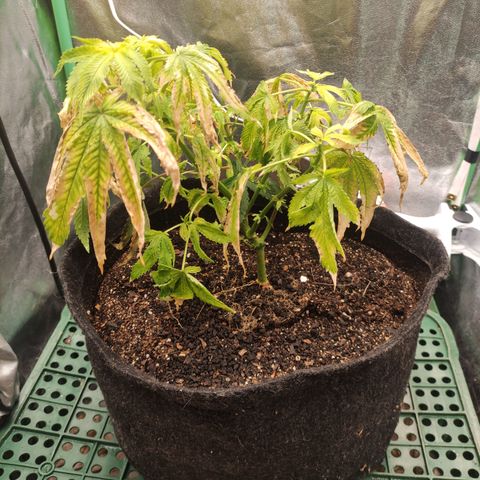 Royal Cookies  growlog timeline photo