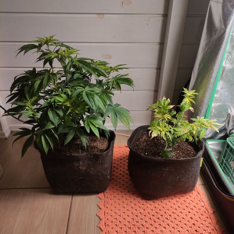 Royal Cookies  growlog timeline photo