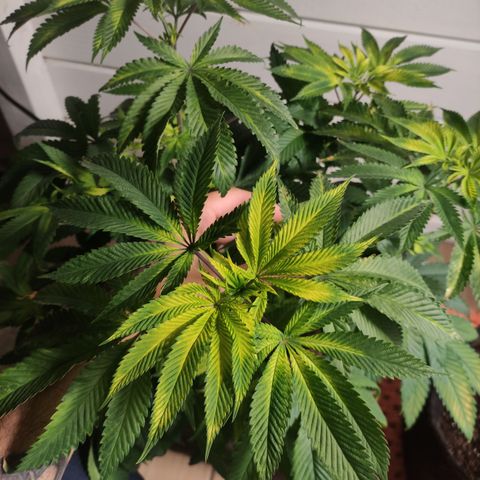 Royal Cookies  growlog timeline photo