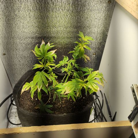 Royal Cookies  growlog timeline photo