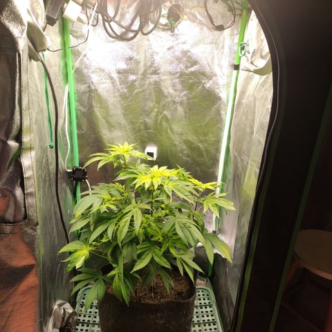 Royal Cookies  growlog timeline photo