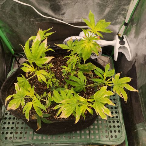 Royal Cookies  growlog timeline photo