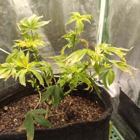 Royal Cookies  growlog timeline photo
