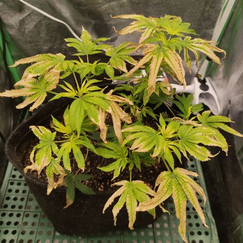 Royal Cookies  growlog timeline photo