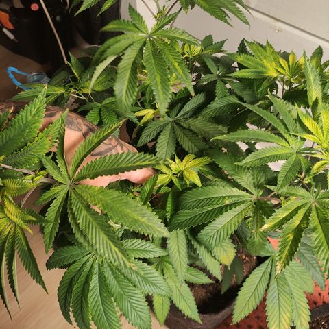 Royal Cookies  growlog timeline photo