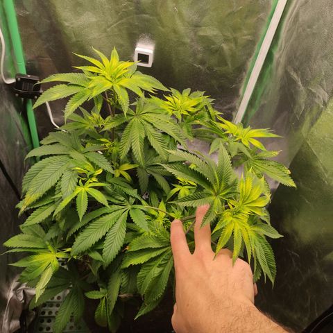 Royal Cookies  growlog timeline photo