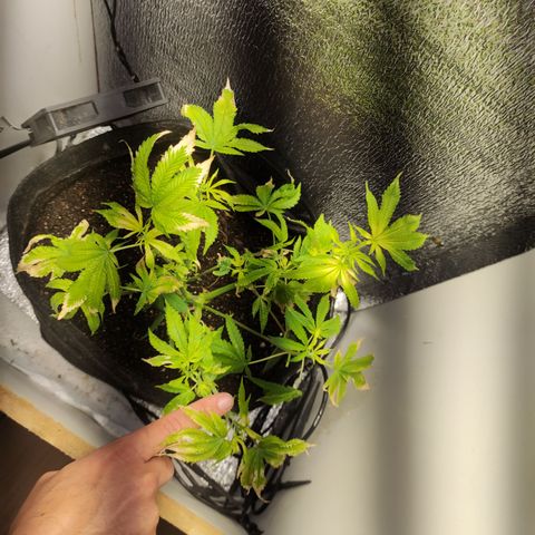 Royal Cookies  growlog timeline photo