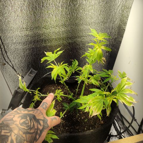 Royal Cookies  growlog timeline photo