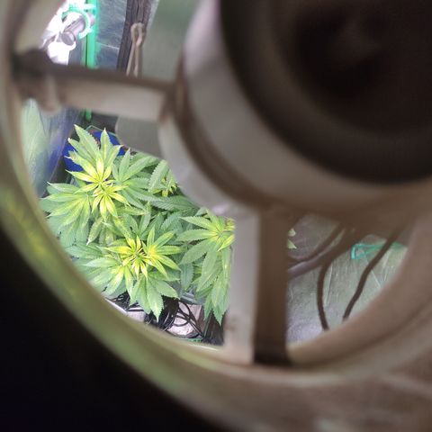 Royal Cookies  growlog timeline photo