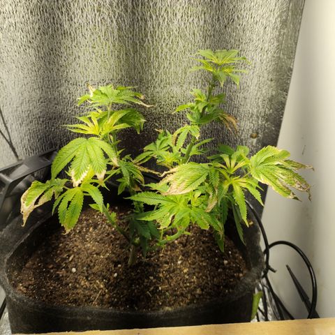 Royal Cookies  growlog timeline photo