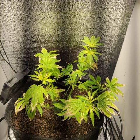 Royal Cookies  growlog timeline photo