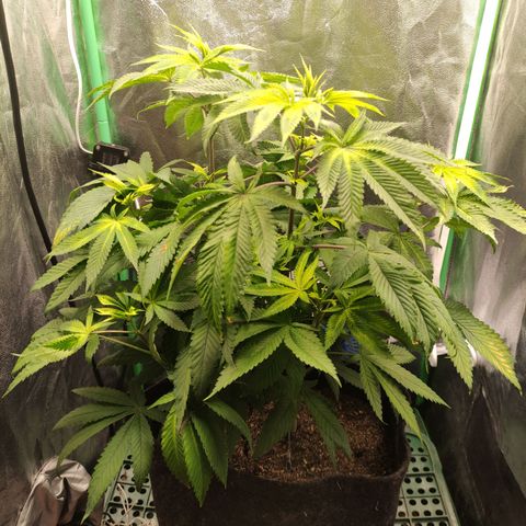 Royal Cookies  growlog timeline photo