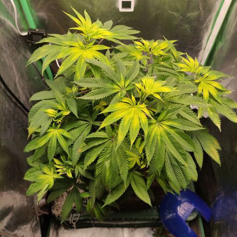 Royal Cookies  growlog timeline photo