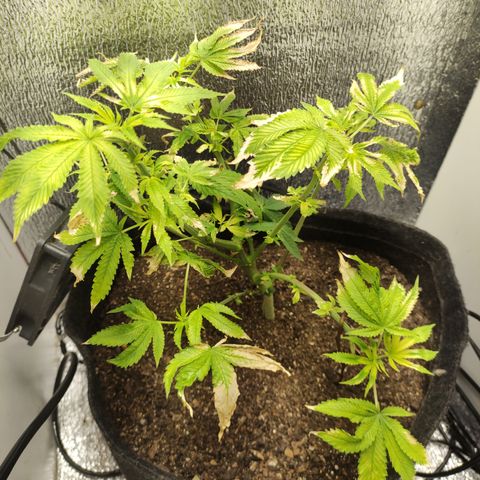 Royal Cookies  growlog timeline photo