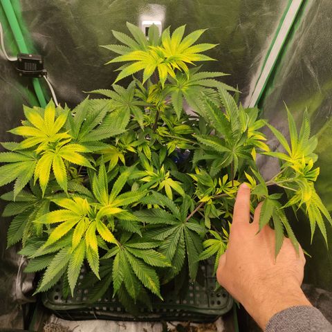 Royal Cookies  growlog timeline photo