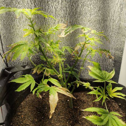 Royal Cookies  growlog timeline photo