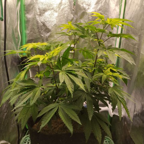 Royal Cookies  growlog timeline photo