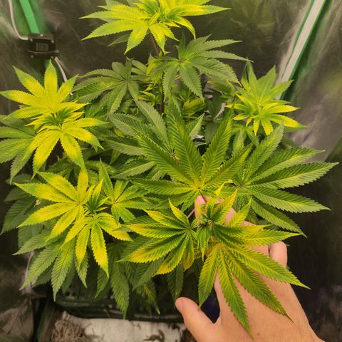 Royal Cookies  growlog timeline photo