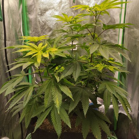 Royal Cookies  growlog timeline photo