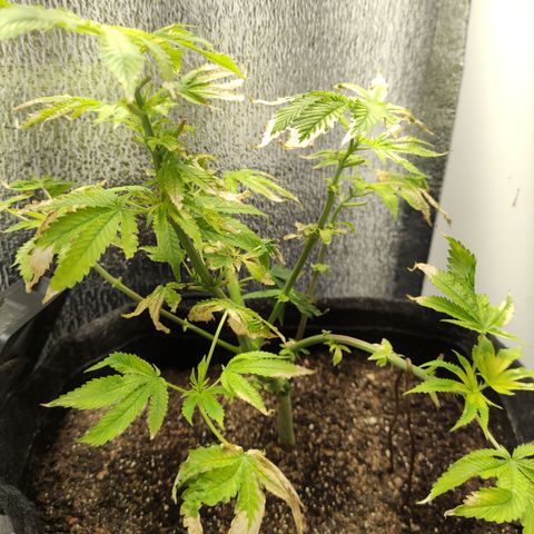 Royal Cookies  growlog timeline photo