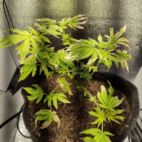 Royal Cookies  growlog timeline photo