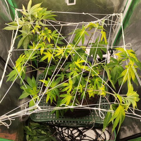 Royal Cookies  growlog timeline photo